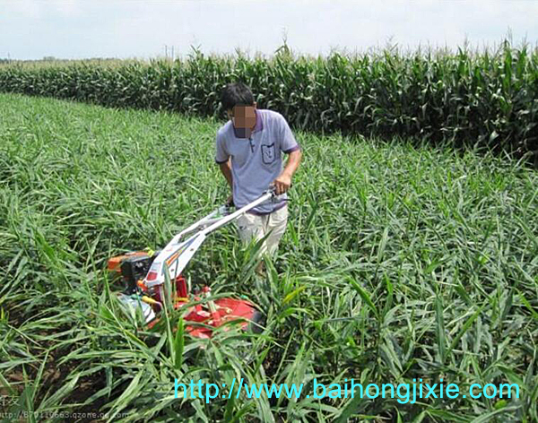 大薑專用開溝91看片APP导航